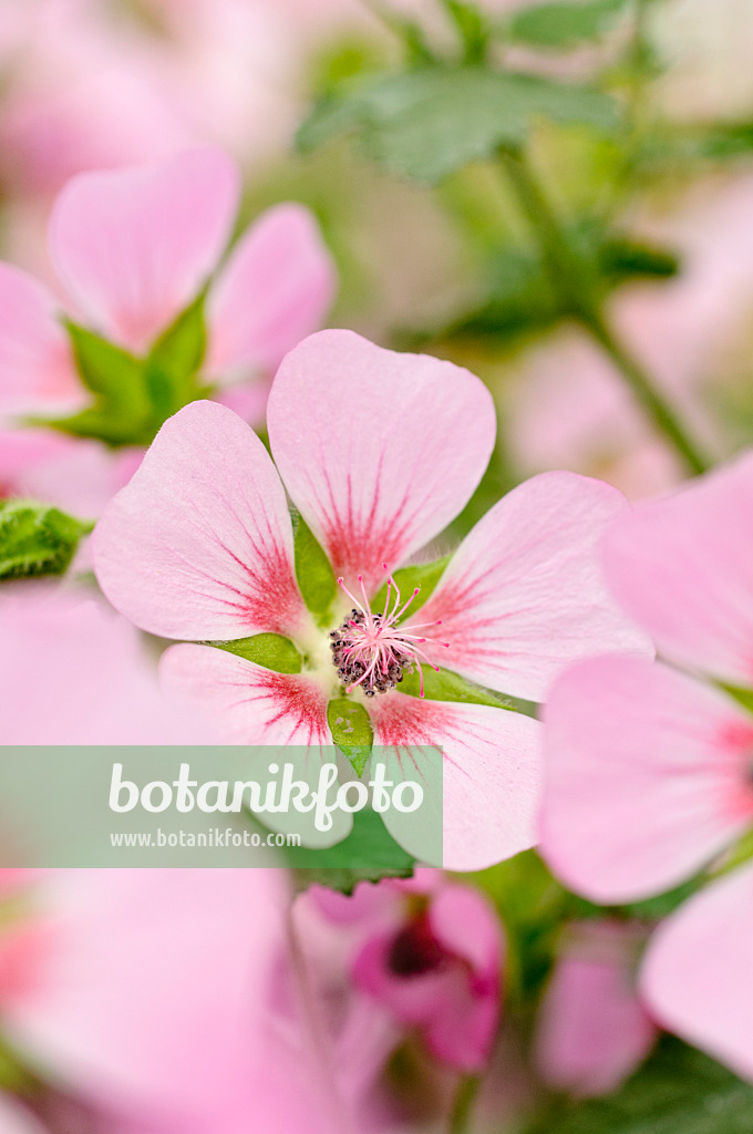 474199 - Anisodontea capensis 'Lady in Pink'