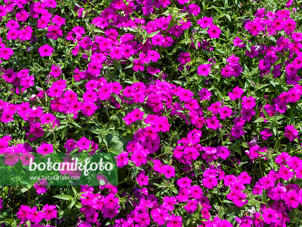 439274 - Annual phlox (Phlox drummondii 'Neon Pink')