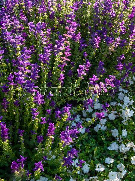 403022 - Annual sage (Salvia viridis 'Oxford Blue' syn. Salvia horminum 'Oxford Blue')