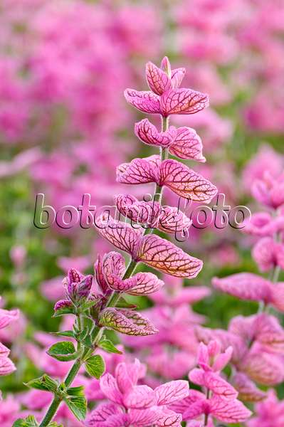 474510 - Annual sage (Salvia viridis 'Pink Sunday' syn. Salvia horminum 'Pink Sunday')