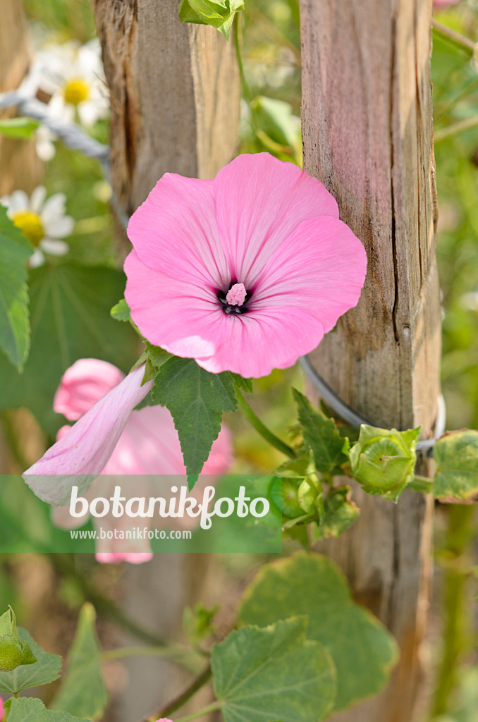 536135 - Annual tree mallow (Lavatera trimestris)