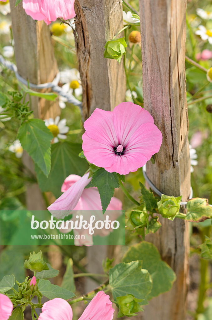 536136 - Annual tree mallow (Lavatera trimestris)