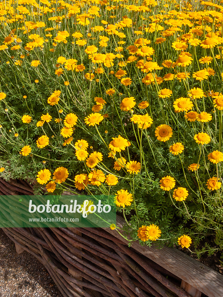 403035 - Anthémis des teinturiers (Anthemis tinctoria syn. Cota tinctoria)