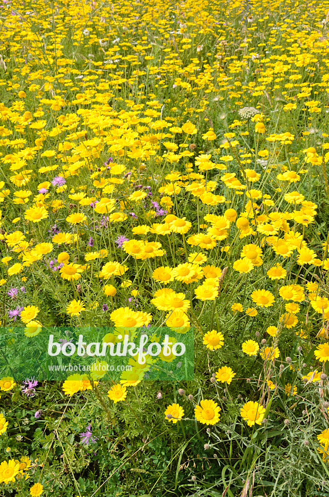 521507 - Anthémis des teinturiers (Anthemis tinctoria syn. Cota tinctoria)