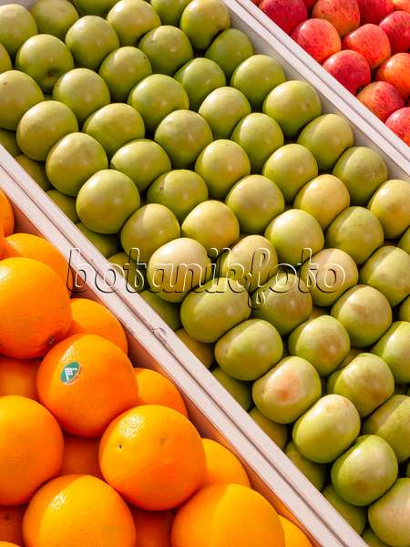 403039 - Apple (Malus) and orange (Citrus sinensis)