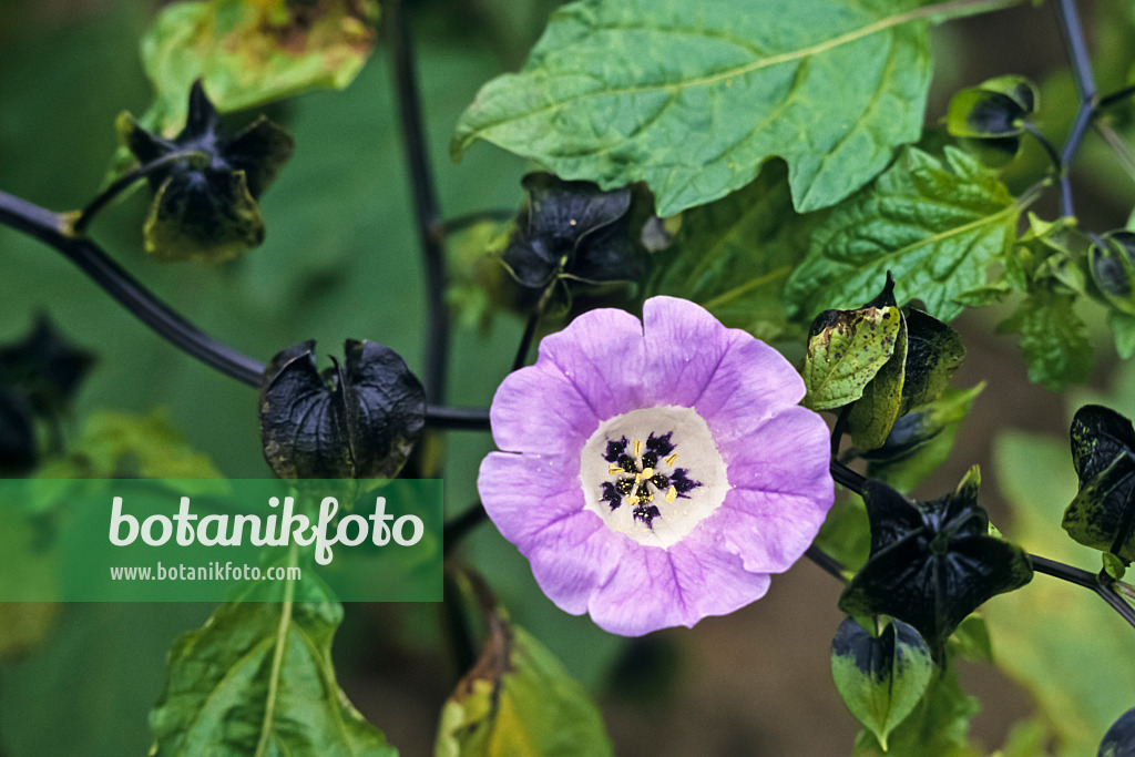 367064 - Apple of Peru (Nicandra physalodes var. violacea)