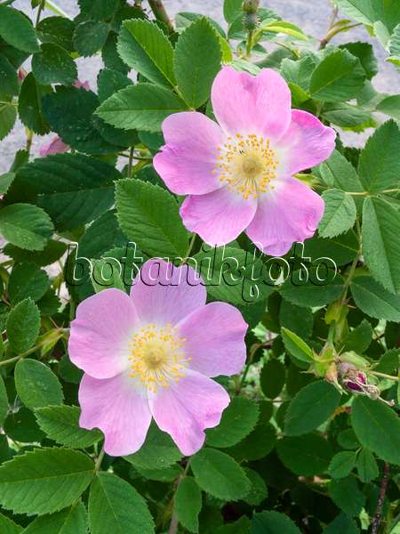 401261 - Apple rose (Rosa villosa)