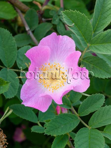 401262 - Apple rose (Rosa villosa)