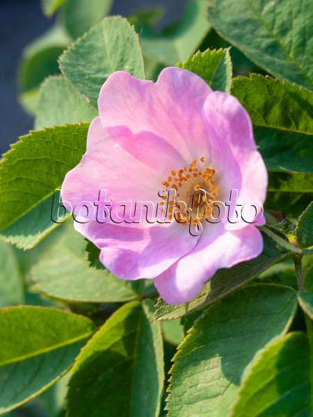 425103 - Apple rose (Rosa villosa)