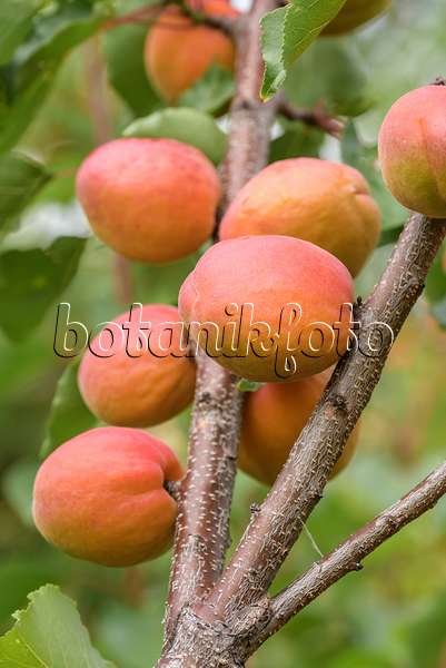 575207 - Apricot (Prunus armeniaca 'Anegat')