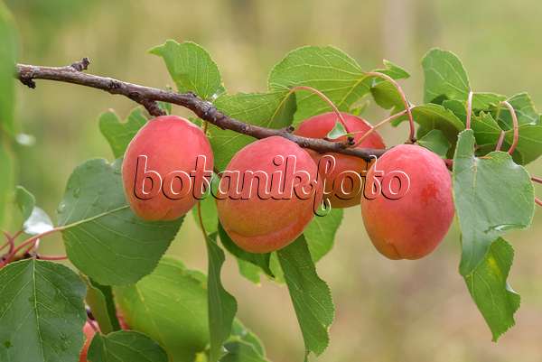 575208 - Apricot (Prunus armeniaca 'Anegat')