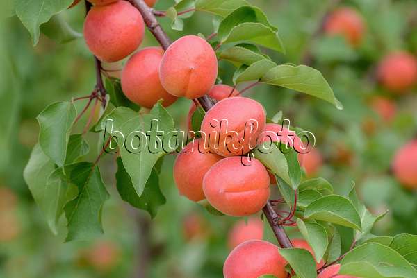 575210 - Apricot (Prunus armeniaca 'Bergarouge')