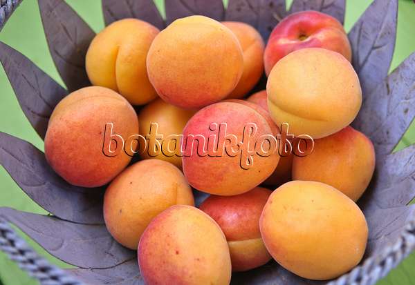 517338 - Apricot (Prunus armeniaca 'Bergeron')