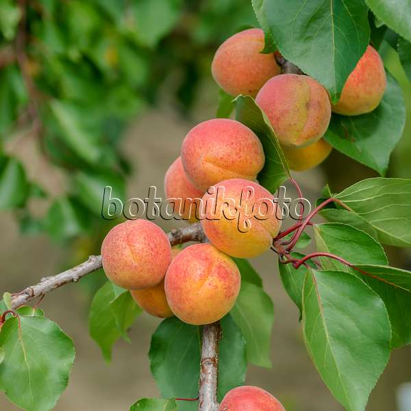575211 - Apricot (Prunus armeniaca 'Bergeron')