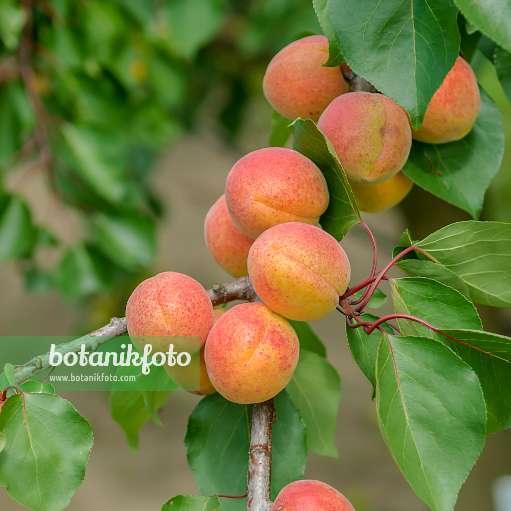 575211 - Apricot (Prunus armeniaca 'Bergeron')