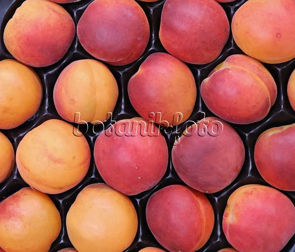 454047 - Apricot (Prunus armeniaca 'Bergerouge')