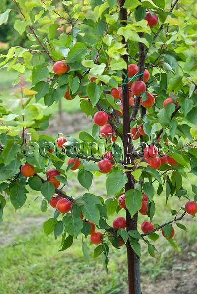 502324 - Apricot (Prunus armeniaca 'Big Red')