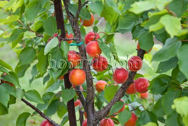 502325 - Apricot (Prunus armeniaca 'Big Red')