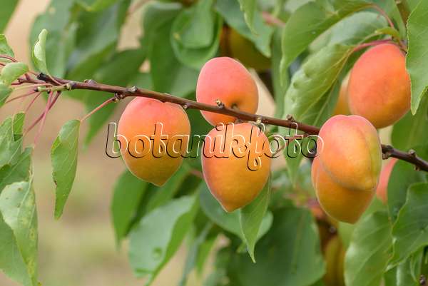 575213 - Apricot (Prunus armeniaca 'Faralia')