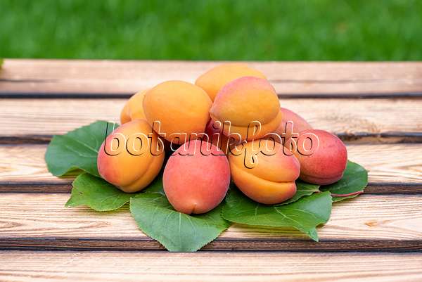 616074 - Apricot (Prunus armeniaca 'Farbaly')
