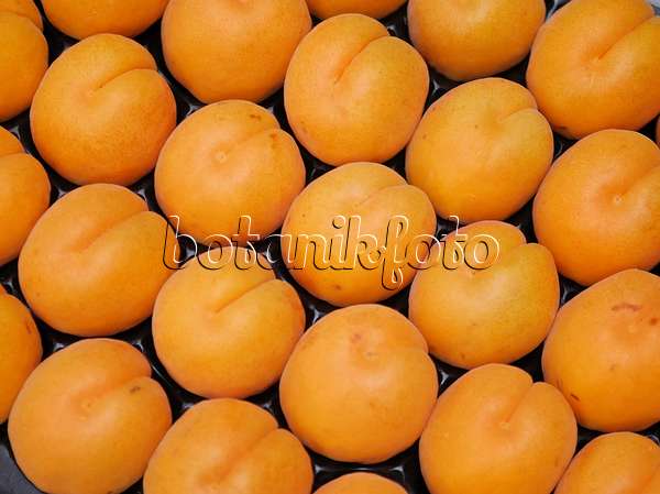 454048 - Apricot (Prunus armeniaca 'Hargrand')