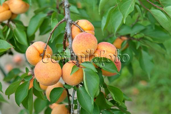 502328 - Apricot (Prunus armeniaca 'Hargrand')