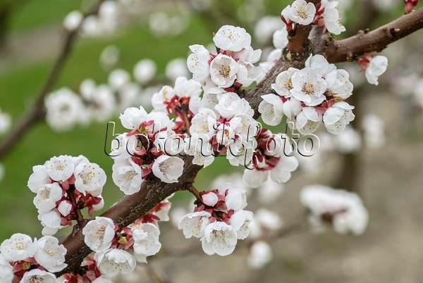 517339 - Apricot (Prunus armeniaca 'Hargrand')