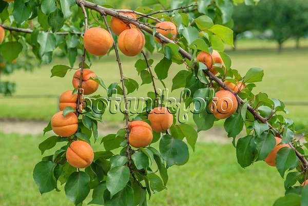 575214 - Apricot (Prunus armeniaca 'Hargrand')