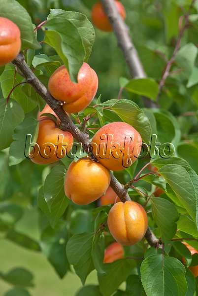 517340 - Apricot (Prunus armeniaca 'Harlayne')