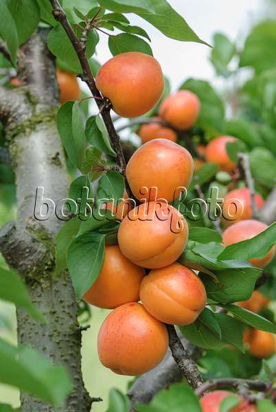 575215 - Apricot (Prunus armeniaca 'Harlayne')