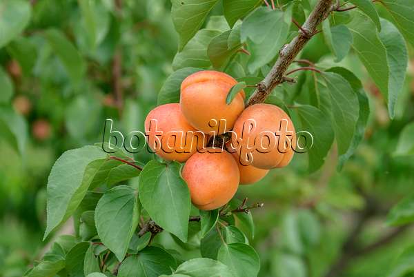 575216 - Apricot (Prunus armeniaca 'Harlayne')