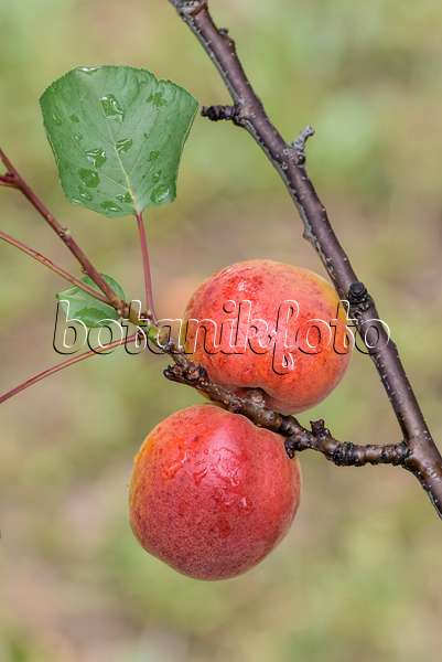 575217 - Apricot (Prunus armeniaca 'Harogem')