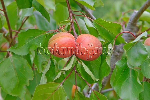 502330 - Apricot (Prunus armeniaca 'Orangered')