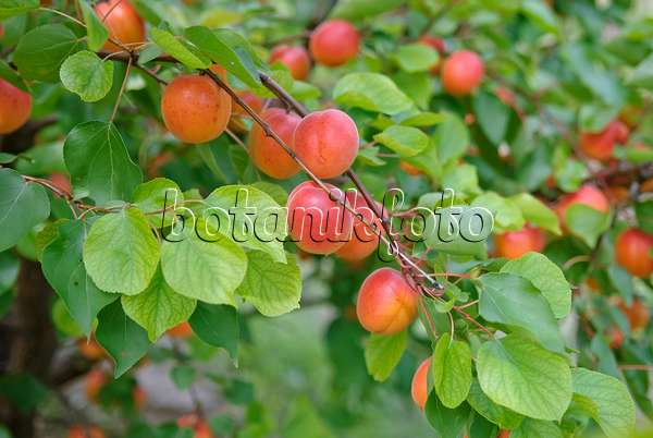 502332 - Apricot (Prunus armeniaca 'Pinkcot')