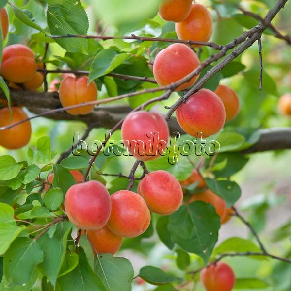 502333 - Apricot (Prunus armeniaca 'Pinkcot')