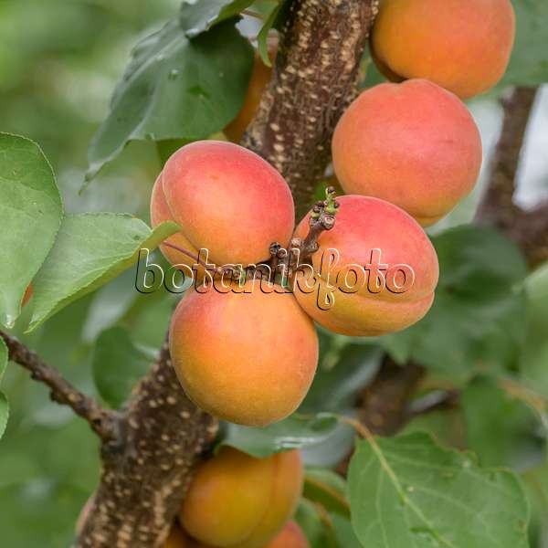 575218 - Apricot (Prunus armeniaca 'Tardicot')