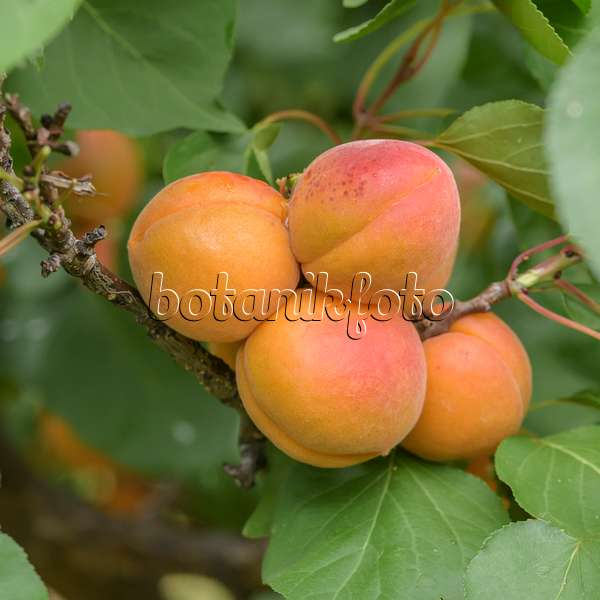 575219 - Apricot (Prunus armeniaca 'Tardicot')