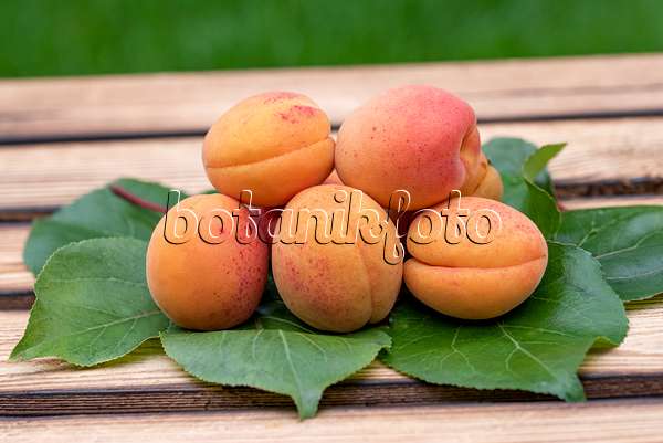 616075 - Apricot (Prunus armeniaca 'Tardicot')