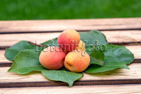 616076 - Apricot (Prunus armeniaca 'Tardicot')