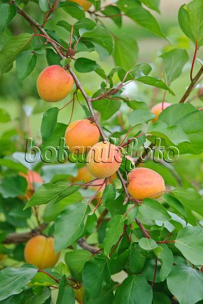 502335 - Apricot (Prunus armeniaca 'Ungarische Beste')