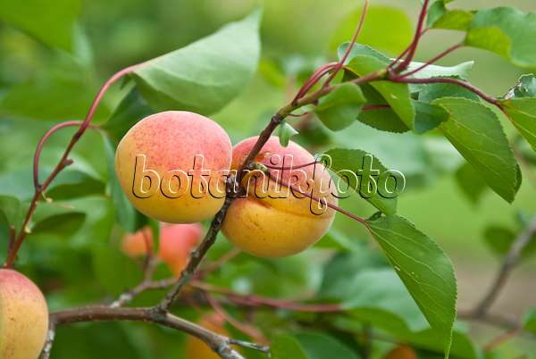 517341 - Apricot (Prunus armeniaca 'Ungarische Beste')
