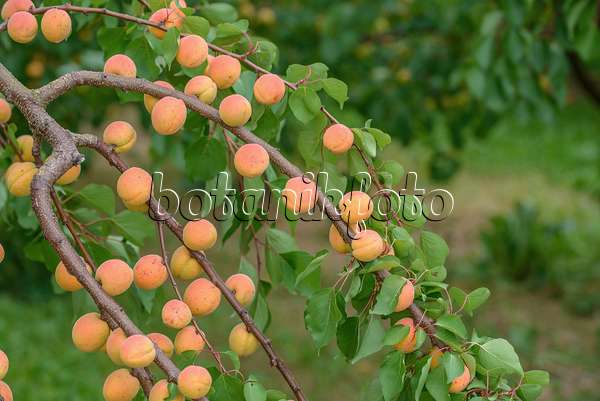 575220 - Apricot (Prunus armeniaca 'Ungarische Beste')
