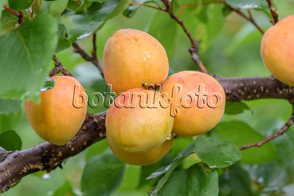 575221 - Apricot (Prunus armeniaca 'Ungarische Beste')