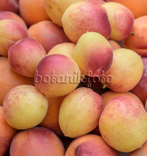 575223 - Apricot (Prunus armeniaca 'Vanilla Cot')