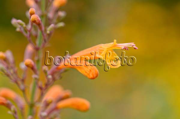 523120 - Apricot sprite hyssop (Agastache aurantiaca 'Navajo Sunset')