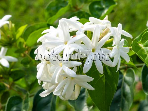 434195 - Arabian jasmine (Jasminum sambac)