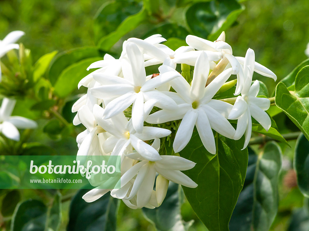 434195 - Arabian jasmine (Jasminum sambac)