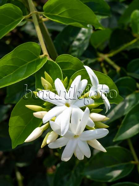 434196 - Arabian jasmine (Jasminum sambac)