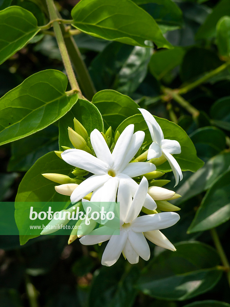 434196 - Arabian jasmine (Jasminum sambac)