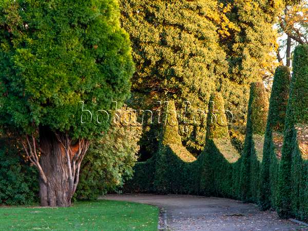 465301 - Arborvitae (Thuja), Roman Garden, Hamburg, Germany